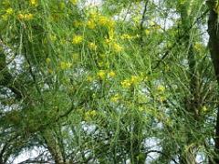 183 HYERES ET SES PALMIERS D02_000042